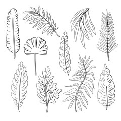 Set of hand-drawn tropical leaves. Hand-drawn palm leaves set. Botanical illustration.