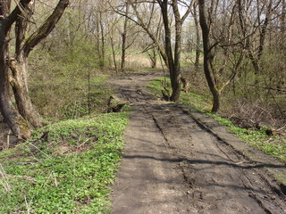 Road in the forest in spring on a Sunny day