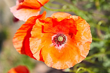 flower red poppy nature