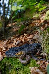 Äskulapnatter (Zamenis longissimus) - Aesculapian snake 