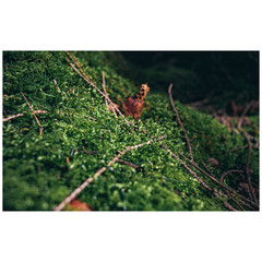 arboretum de Gedinne en Belgique