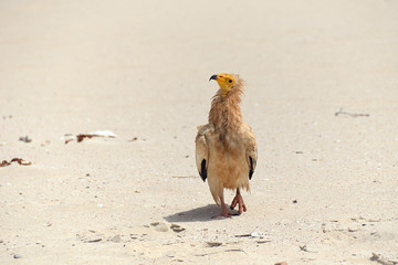  Egyptian Vulture, Socotra island