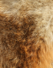Animal fur as an abstract background.