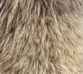 Animal fur as an abstract background.