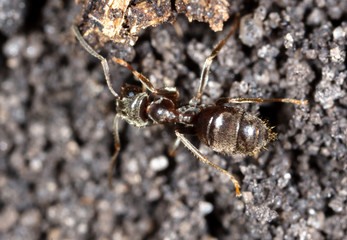 Ant crawling on the ground.