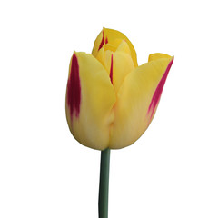 Yellow tulip flower head isolated on white background