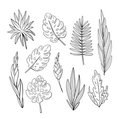 Set of hand-drawn tropical leaves. Hand-drawn palm leaves set. Botanical illustration. - 352888035