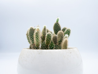 Front close up shot to the cactus that plant in the white ceramic pot with white background