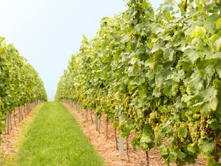 Fototapeta na wymiar Uphill view into a harvestable german vineyard with two rows of vines with defocused background on a hazy autumn day.