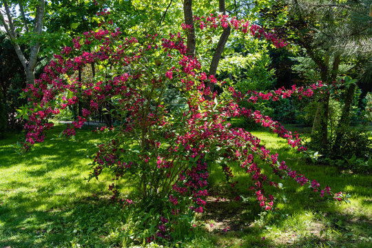 Flowering of huge bush Weigela Bristol Ruby on blurred background of greenery in garden. Selective focus. Beautiful bright pink flowers bloomed on branches of luxurious bush. Landscaped garden.