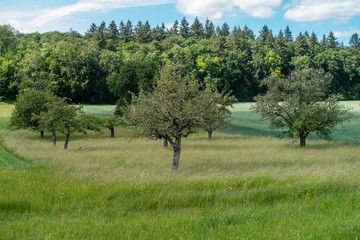 Baumgrundstück mit Obstbäumen im Frühjahr