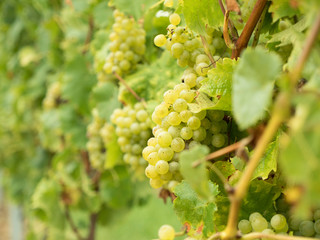 German vineyard with harvest ripe white wine grapes of the vine variety riesling with defocused background on a sunny autumn day. - obrazy, fototapety, plakaty