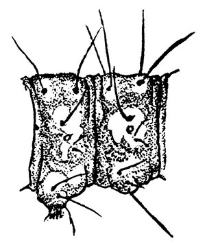 Flour Moth Or Ephestia Kuhniella, Vintage Illustration.