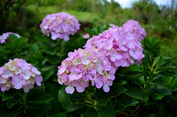 A cluster of tiny pink flowers