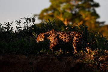 Jaguar hunting at sunset