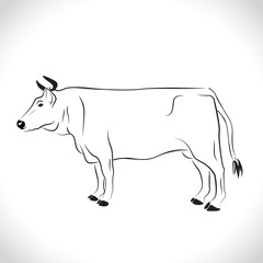 vector of an cow body design isolated on the white background. Cow body Logo.