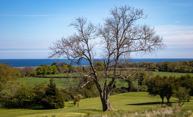 tree on the hill in the field