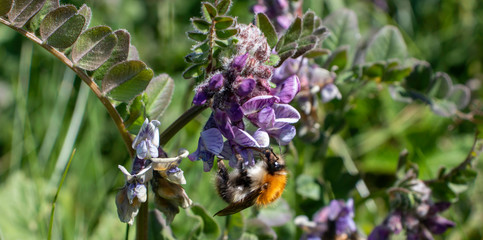 purple flowers in the field