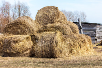 Dry hay on the farm.