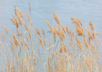 Fototapeta premium The reeds on the lake.
