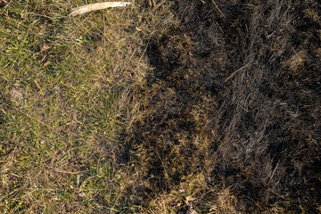 Yin Yang like green and black grass. Burned grass with green and dry grass