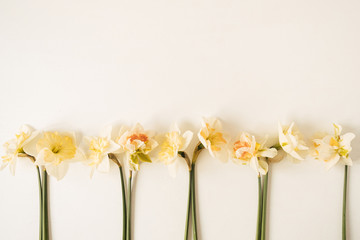 Narcissus flowers on white background. Flat lay, top view beauty floral composition