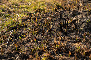 Green grass grow on burned grass. Dry grass wasterlands after fire. Green grass among burned area