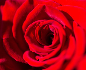 Beautiful red rose in the park as a background.