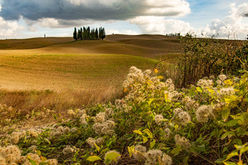 tuscan landscape with a field