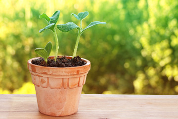 succulent green sprouts of plants of the squash family, pumpkins in a ceramic pot in the garden, garden crop seedlings, agricultural concept