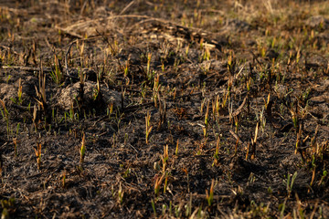 New grass grow on burned and black grass. Black and dry branches and grass after fire