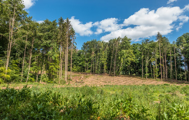 Wiederaufforstung im Mischwald im Frühjahr