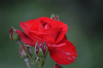 A close up of red rose flower