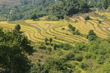 Fototapeta na wymiar Rice terraces in a hilly region of Nepal