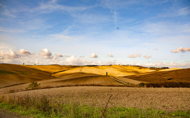 wind farm in the field