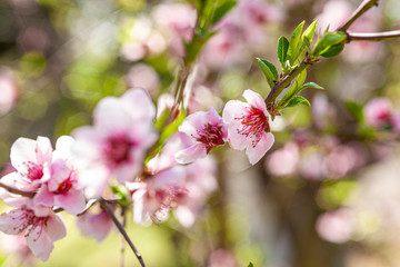 Peach Flower in Spring 17