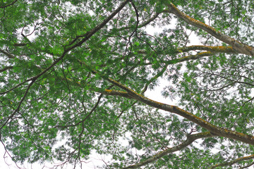 green leaves on tree