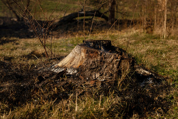 Stump after severe fire in forest. Black grass wasterlands among green grass
