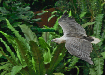 A fierce hawk in flying motion