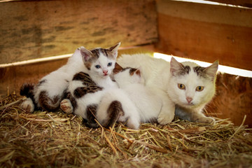 A cat mother breastfeeding her kitten.