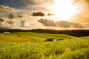 green field and blue sky