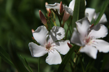 Fiori bianchi di oleandro profumati, dettagli sotto il sole in piena estate