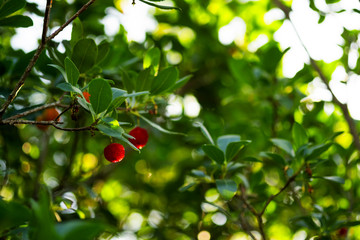 Wild strawberries on the branch in nature
