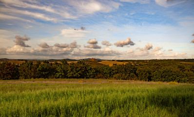 field of wheat