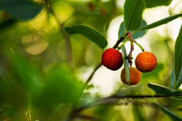 Wild strawberries on the branch in nature