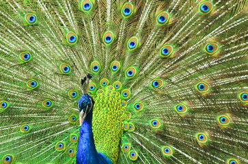 Fototapeta premium peacock with feathers out