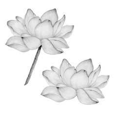 lotus flower in pencil drawing isolated on white, botanic illustration with realistic lotus flower, pencil sketch with water lily