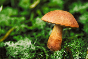 Close up shot of a mushroom in nature and a green background