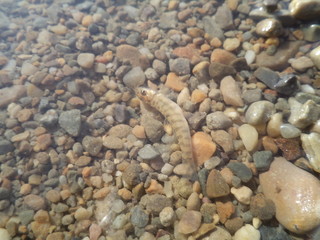 A dead fish in the bottom of a river