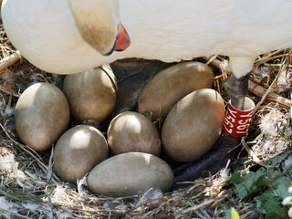 A female Mute Swan (Cygnus olor) stands in its nest, showing seven unhatched eggs that it is...